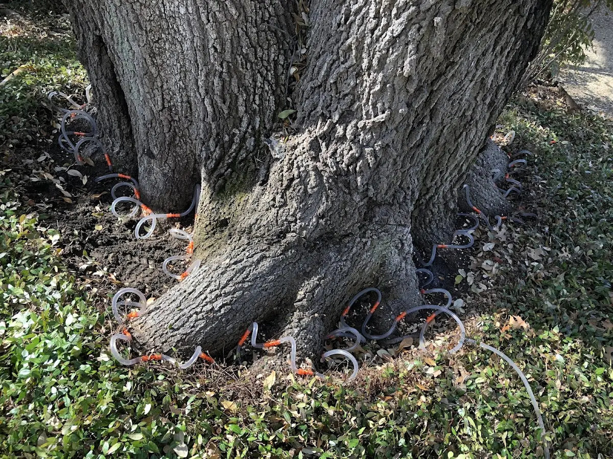 Detailed Tree Cabling and Bracing job site in Orviston