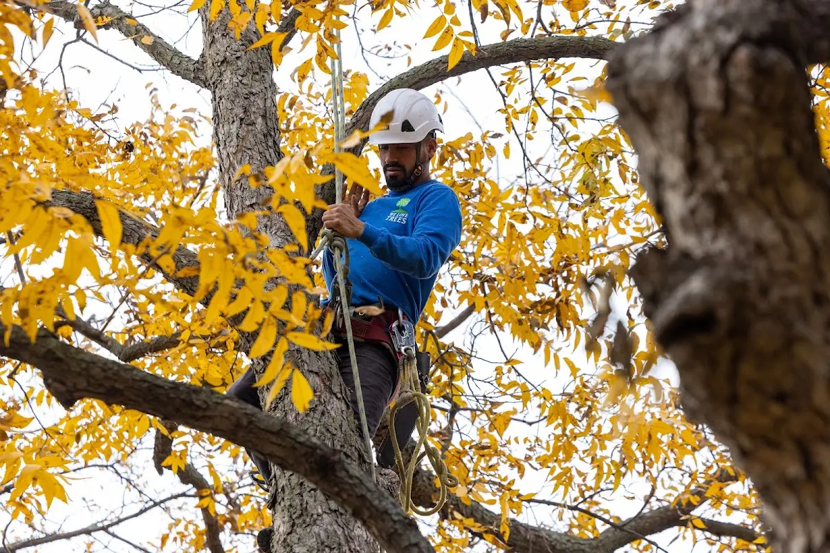 Skilled Tree Pruning crew working in Orviston